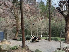 -都江堰中华大熊猫苑