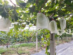 -马陆小张葡萄园农家乐