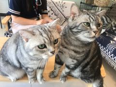 -平行世界·猫咖(首经贸店)