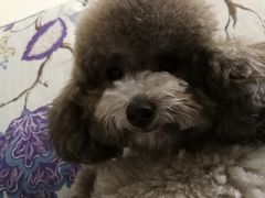 -北京观赏动物医院·24小时大型综合·猫专科·异宠专科