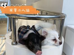 -怪兽屋·羊驼·猫咖·狗咖(俊华广场店)