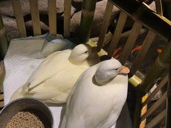 -馬蘭花開(车站大道店)