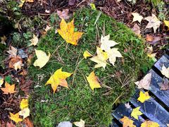 -五营红松林海景区