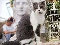 -共舞时光猫咖·狗咖(新街口店)