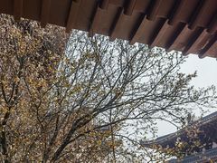 -兴隆文化园景区