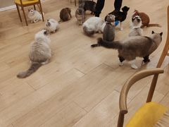 -Let's go狗咖·猫咖·奶狗·桌游(春熙路IFS店)