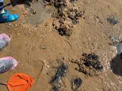 -东疆理想海岸沙滩景区
