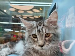 -FAELING PETS美天灵宠物(合生汇店)