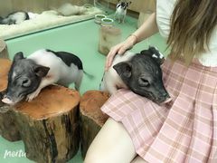 -藦茜花园宠物主题亲子互动体验馆(国顺东路店)