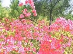 -张公山寨景区
