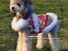 -八公叔叔宠物美容连锁(春申店)