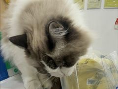 -四月宠物医院·猫专科·心脏专科·内科(转塘店)