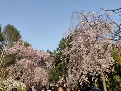 -西安青龙寺遗址景区