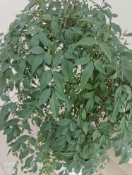 -HEYAN荷妍专业脱毛连锁机构