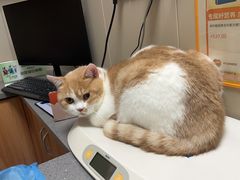 -创凡宠物医院·骨专科  猫科中心(西乡分院)