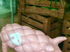 -WHEN PIGS FLY当猪飞