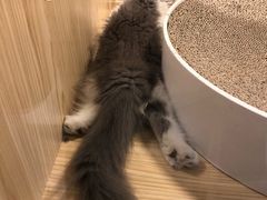 -屋虎猫馆(宝安大仟里店)