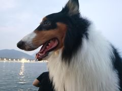 -西涌国际滨海旅游区