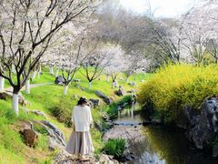 -羊山湖公园