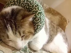 -万小咖.猫咖(中山路天虹店)