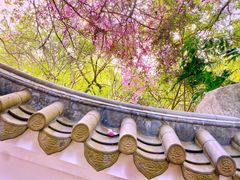 -深圳国际园林花卉博览园