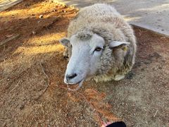 -神户市立六甲山牧场