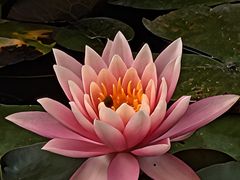 -东莞植物园