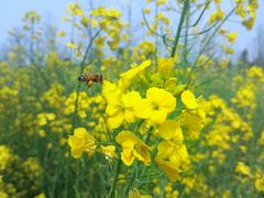 -国际非物质文化遗产博览园