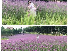 -大塘金香草谷
