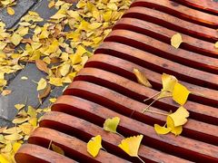 -三里屯东五街银杏大道