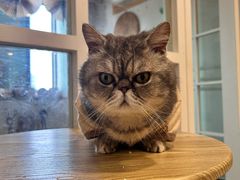 -楼上猫咖(罗湖店)