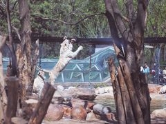 -北京野生动物园