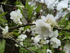 -南汇桃花村