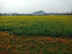 -光明小镇欢乐田园