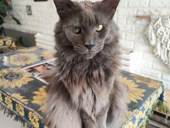 -平行世界·猫咖(首经贸店)