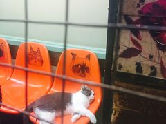 -猫咪博物馆(顶澳仔猫街店)