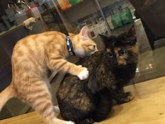 -PETKIT小佩宠物(古北店)
