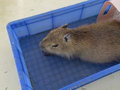 -怪兽屋·羊驼·猫咖·狗咖(俊华广场店)