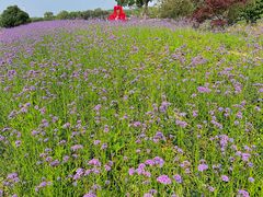 -西京湾花海