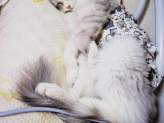 -达爱动物医院·犬猫分区·CT·复杂眼科(远洋山水分院)