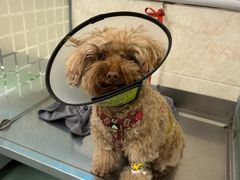 -动物缘宠物医院·骨科·猫科(西二环店)