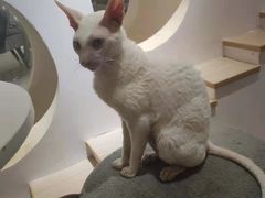 -猫域·湾主题猫咖·宠物吧(南坪城市广场店)