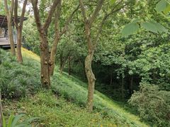 -西湖风景区-江洋畈生态公园