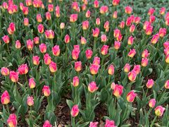 -玄武湖景区-情侣园游乐场