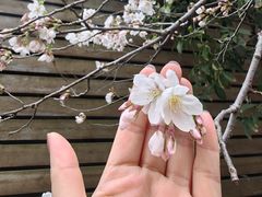 -高东镇樱花园