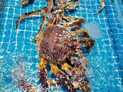 -三亚火车头万人海鲜广场