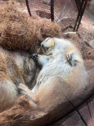 -Zoolung Zoolung动物主题公园(海信广场店)