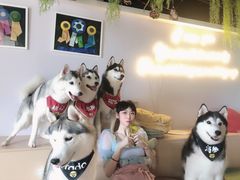 -Husky Go! 哈士奇体验馆·宠物咖啡厅狗咖