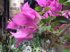 后门小花园-郑厨私房菜