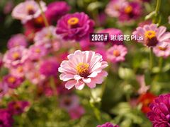-映月湖中央公园